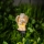 LED Solar Light, 1.2 V 300 mAh, IP44 – Angel