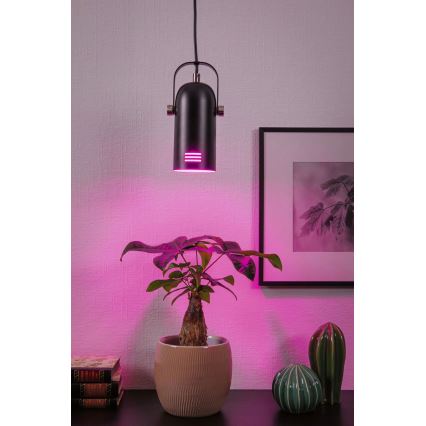 Paulmann 79766 - 1xE27/15W Cable-hung pendant light LAVEA 230V Black