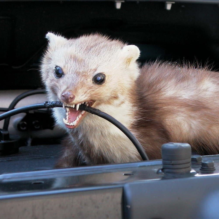 Rodent repellent for a car 12V