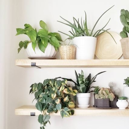 SET 2x Wall shelf 16x60 cm spruce