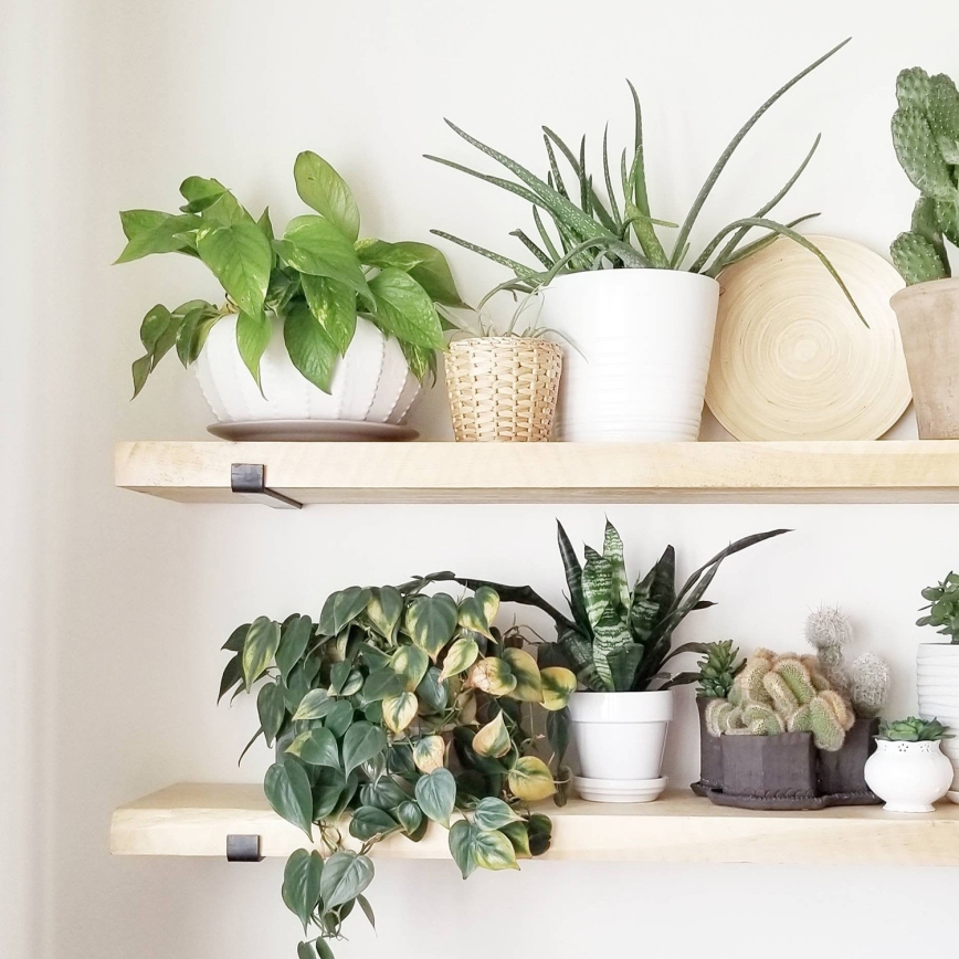 SET 2x Wall shelf 16x60 cm spruce