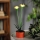 Solar LED Light, 1.2 V / 200 mAh, IP44 – Flower