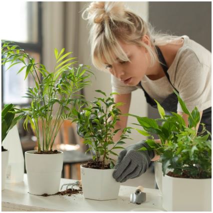 Dimmable LED Desk Lamp for Growing Plants VERDI LED/5W/5V 1300K CRI 95 černá