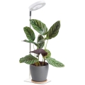 VERDI Dimmable LED Desk Lamp for Plant Cultivation LED/5W/5V 1300K CRI 95 White
