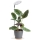 VERDI Dimmable LED Desk Lamp for Plant Cultivation LED/5W/5V 1300K CRI 95 White