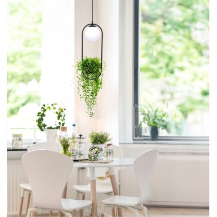 Zuma Line - Chandelier on a string 1xE14/40W/230V black